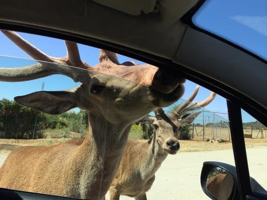 Lugar Safari Madrid