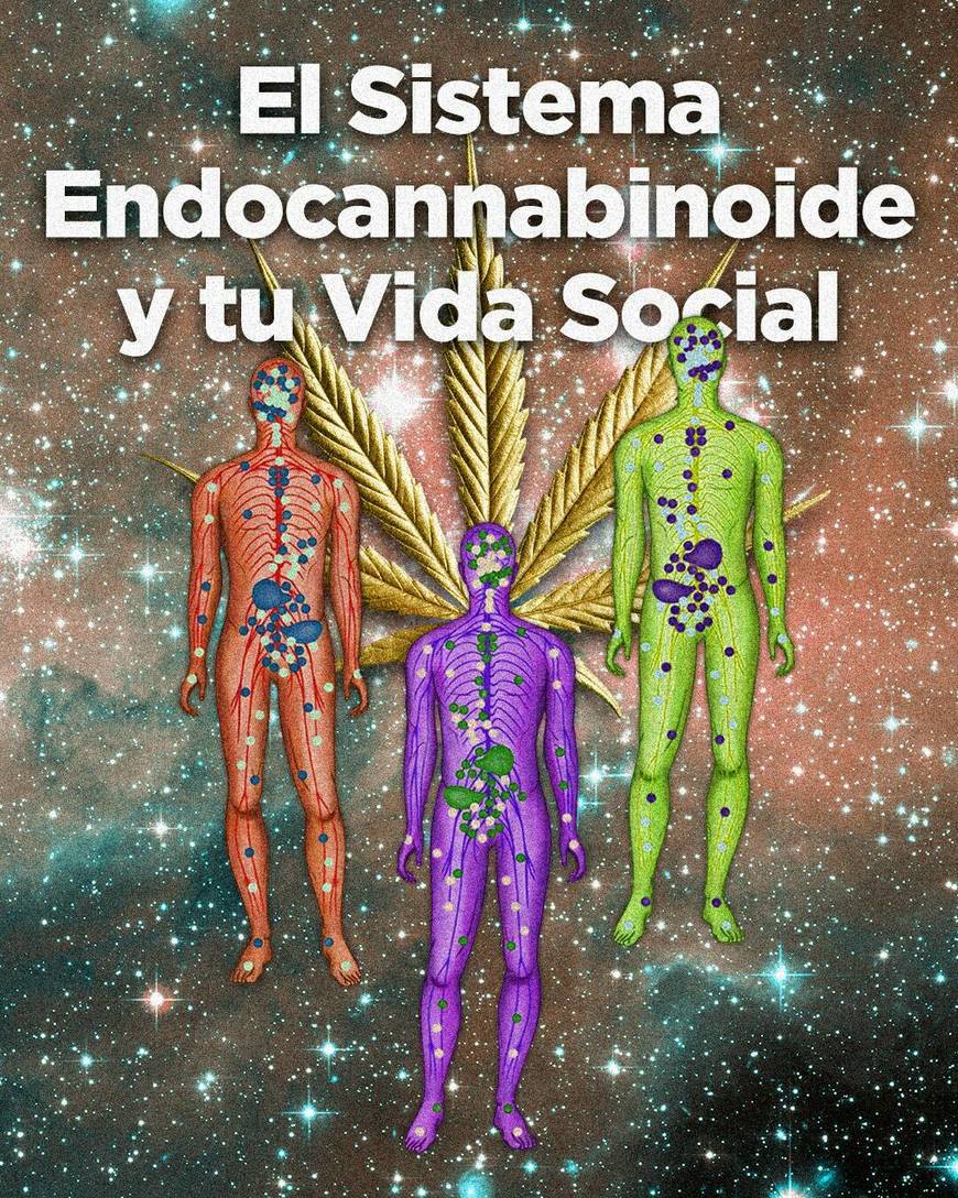 Fashion Sistema Endocannabinoide y tu Vida Social