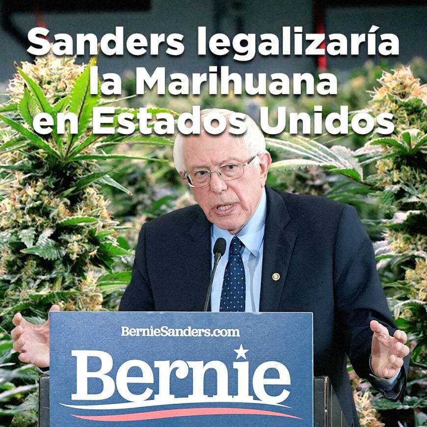 Fashion Bernie Sanders quiere legalizar la Marihuana en EE.UU.