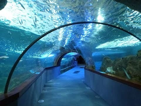 Lugar Aquarium