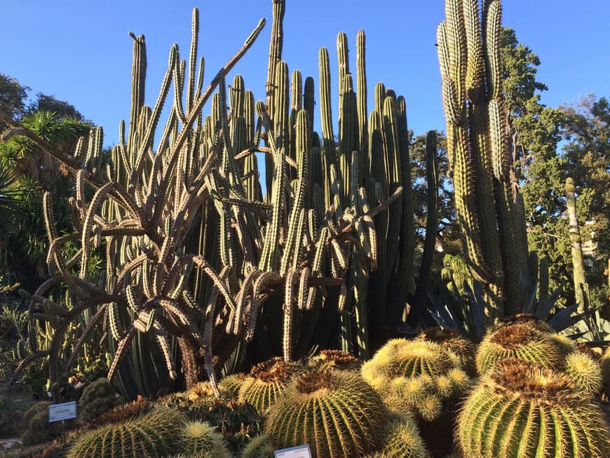 Lugar Botanical Garden of Valencia