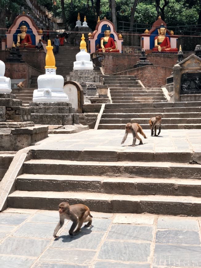 Lugar Monkey Temple