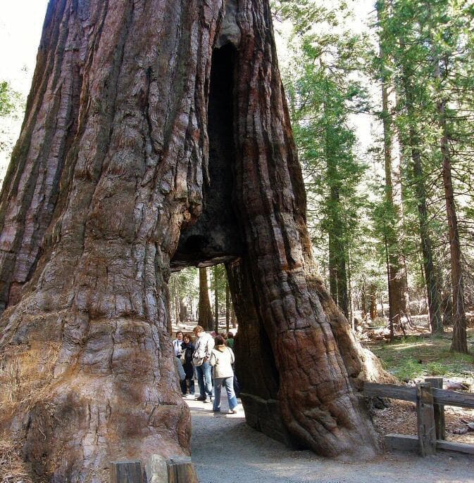 Lugar Sequoia National Park