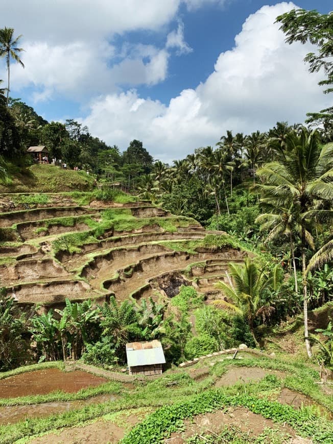 Lugar Tegallalang Rice Terrace