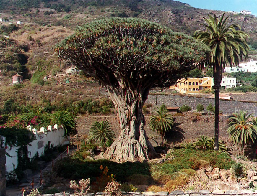 Lugar Drago Milenario