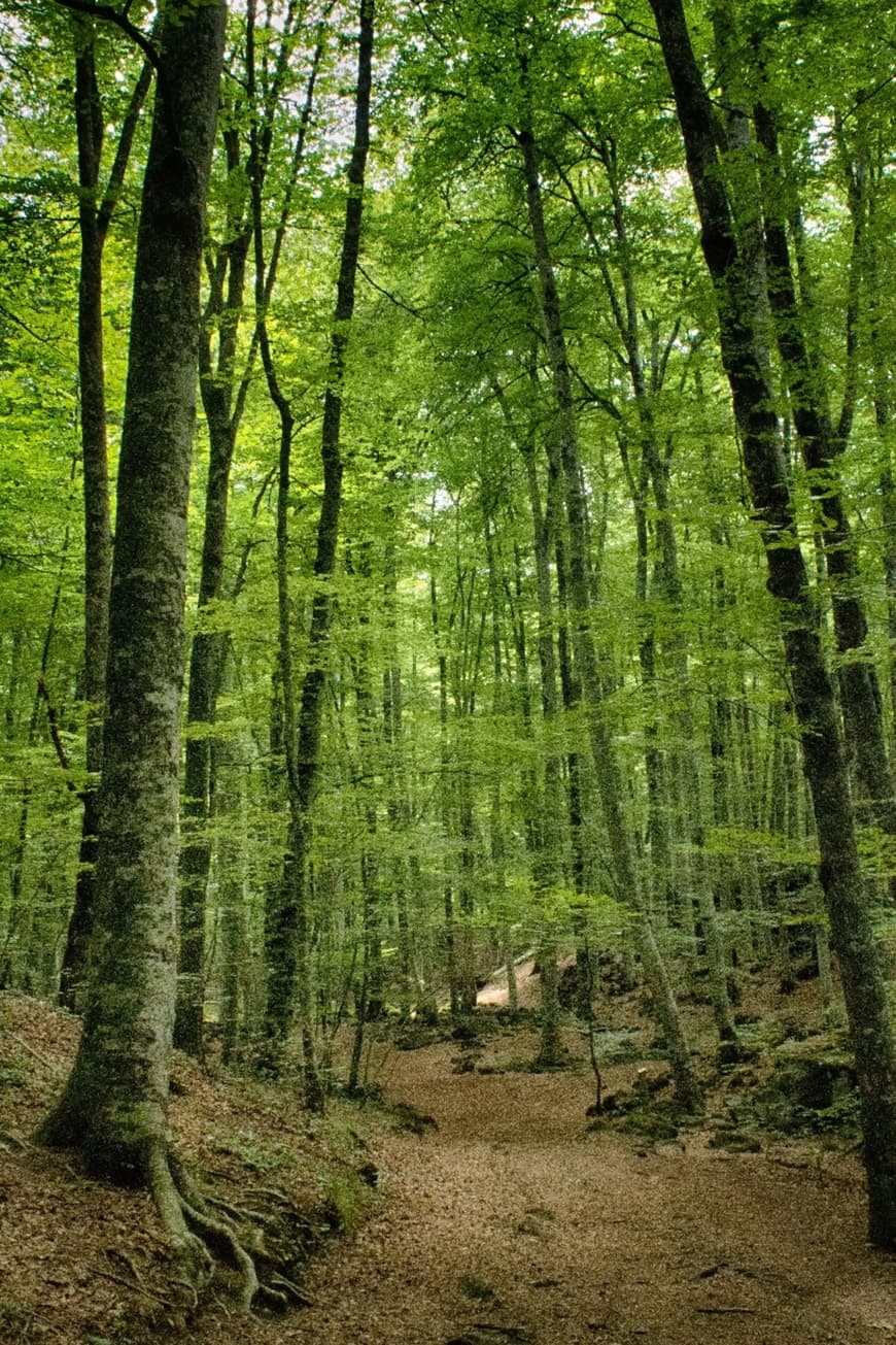 Place La Fageda