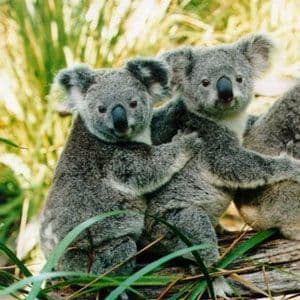 Lugar Lone Pine Koala Sanctuary