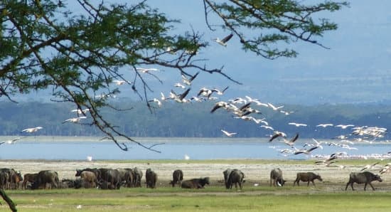 Lugar Lake Nakuru National Park