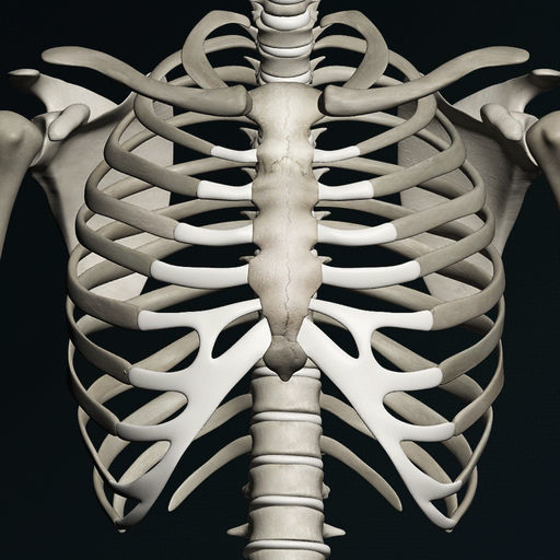 App Huesos Humanos 3D (anatomía)