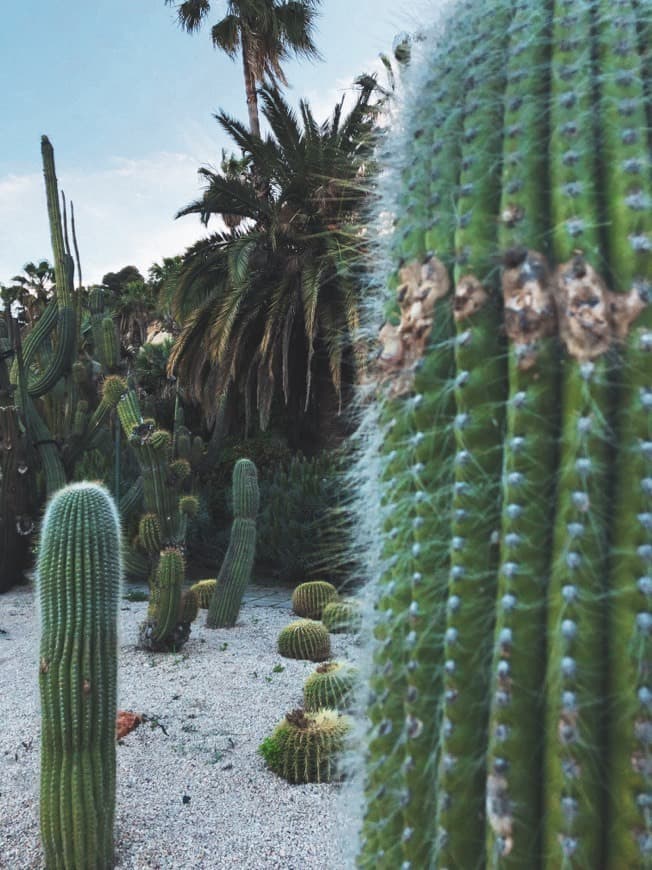 Lugar Jardines de Mossen Costa i Llobera