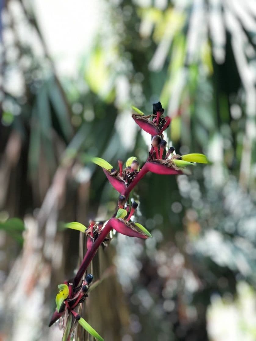 Lugar Jardín Botánico