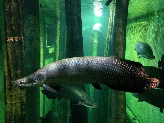 Restaurants Acuario de Zaragoza