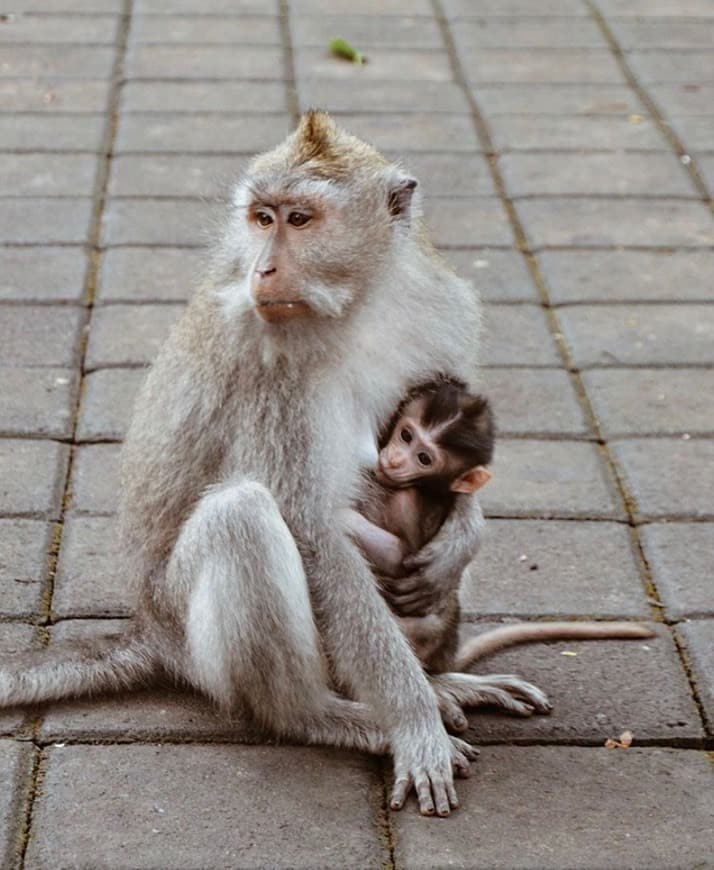 Lugar Sacred Monkey Forest Sanctuary