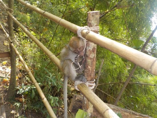 Lugar Monkey Trail @ Centara Grand, Ao Nang