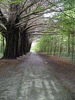 Lugar Coole Demesne