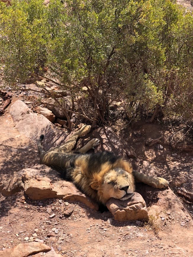 Lugar Aquila Safari Private Game Reserve