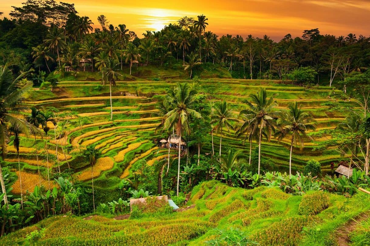 Lugar Ubud