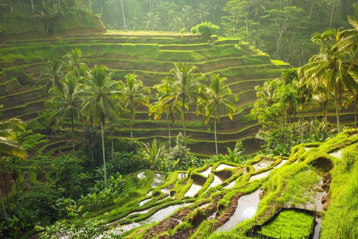 Lugar Tegallalang Rice Terrace