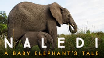 Fashion Naledi: A Baby Elephant's Tale | Netflix