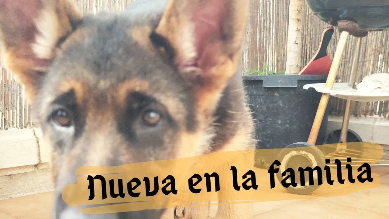 Moda NUESTRA NUEVA CACHORRITA DE PASTOR ALEMÁN 😍