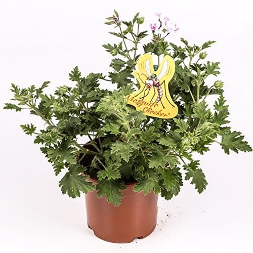 Producto Citronella - Planta antimosquitos - Maceta 15cm. - Pelargonium Citrodorum/Graveolens - Planta