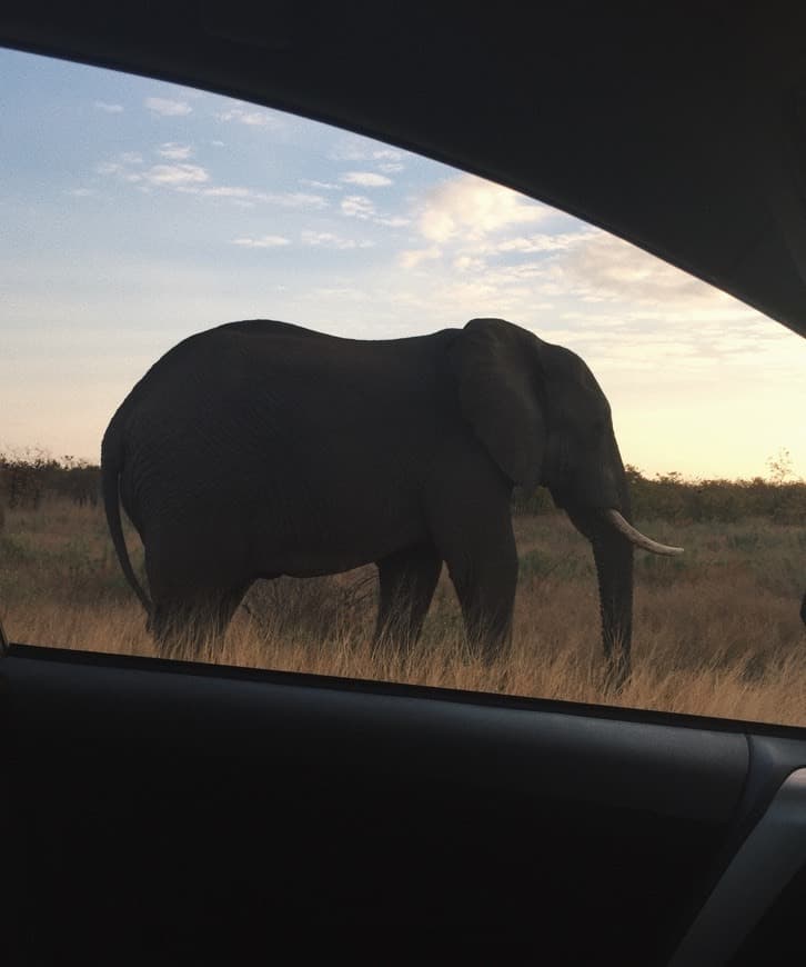 Place Parque nacional Kruger