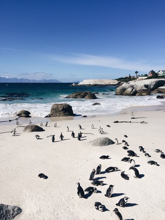 Place Boulders Beach