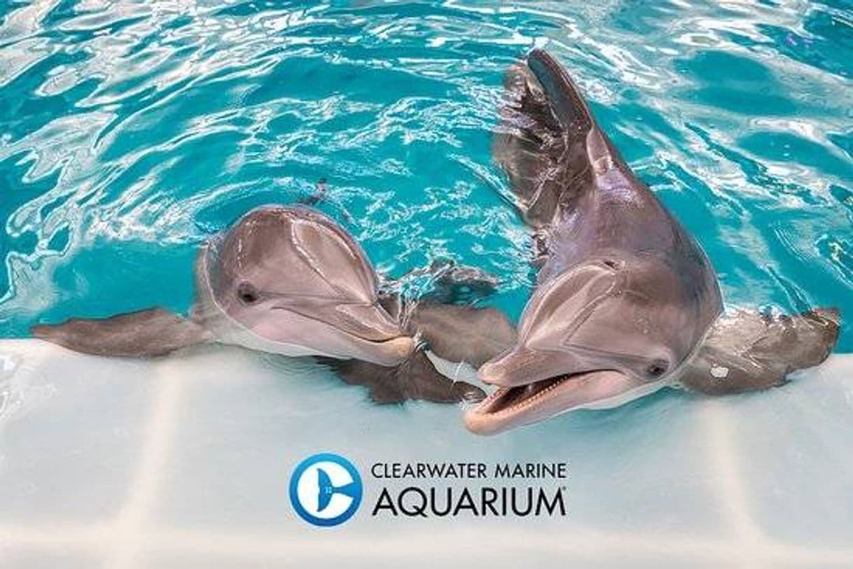 Place Clearwater Marine Aquarium