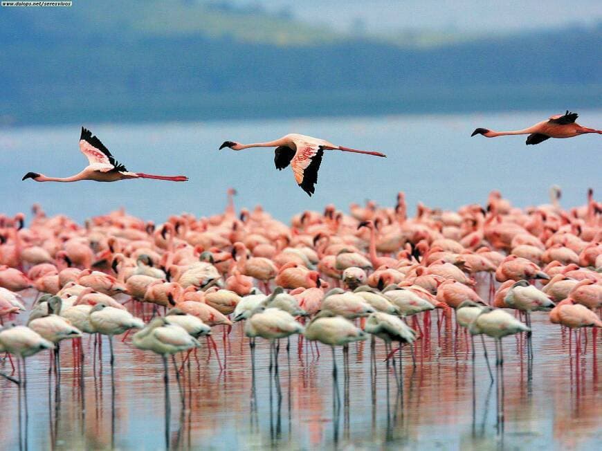 Lugar Laguna Llancanelo