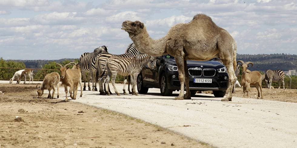 Lugar Safari Madrid