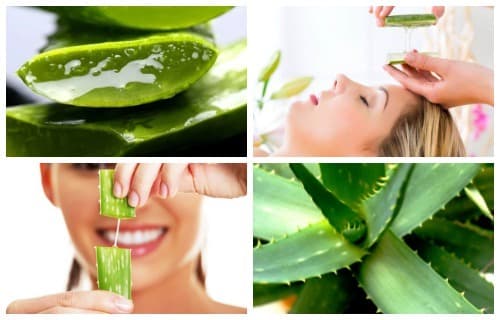 Moda Aloe Vera para la Cara | Beneficios y Cómo usarlo