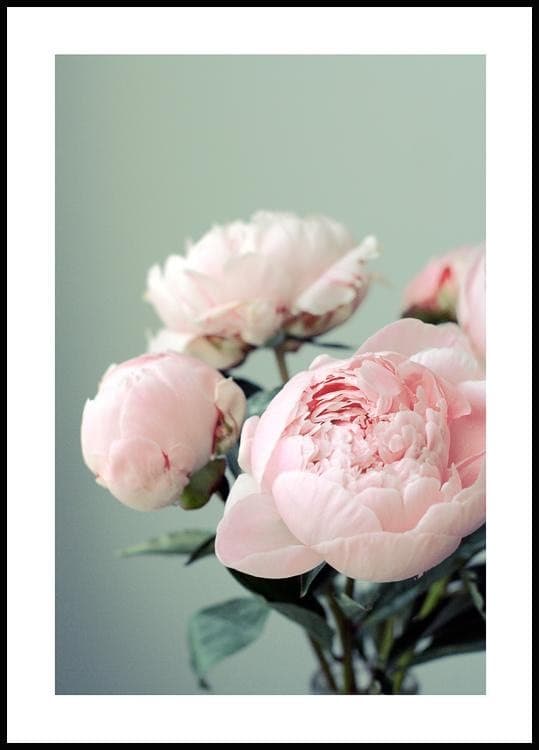 Producto Pink Peonies