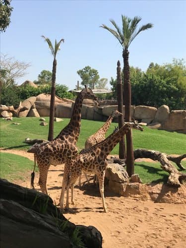 Lugar Bioparc Valencia