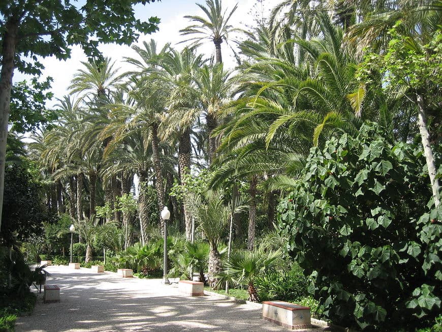 Lugar El Palmeral