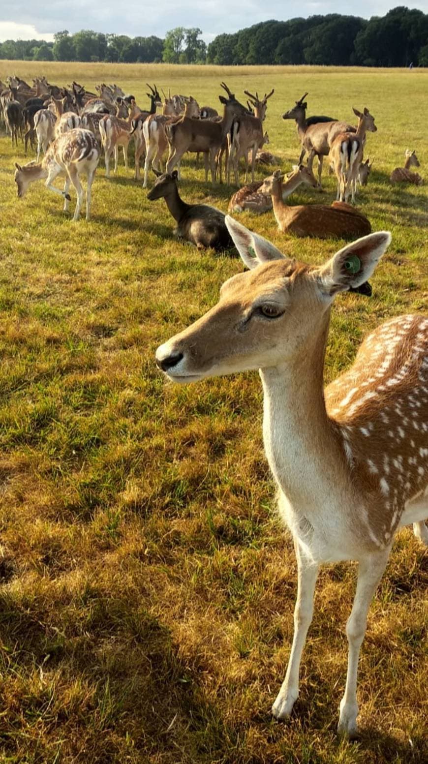 Place Phoenix Park