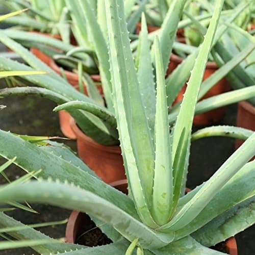 Product Aloe Vera Planta - Maceta 13cm. - Planta viva -