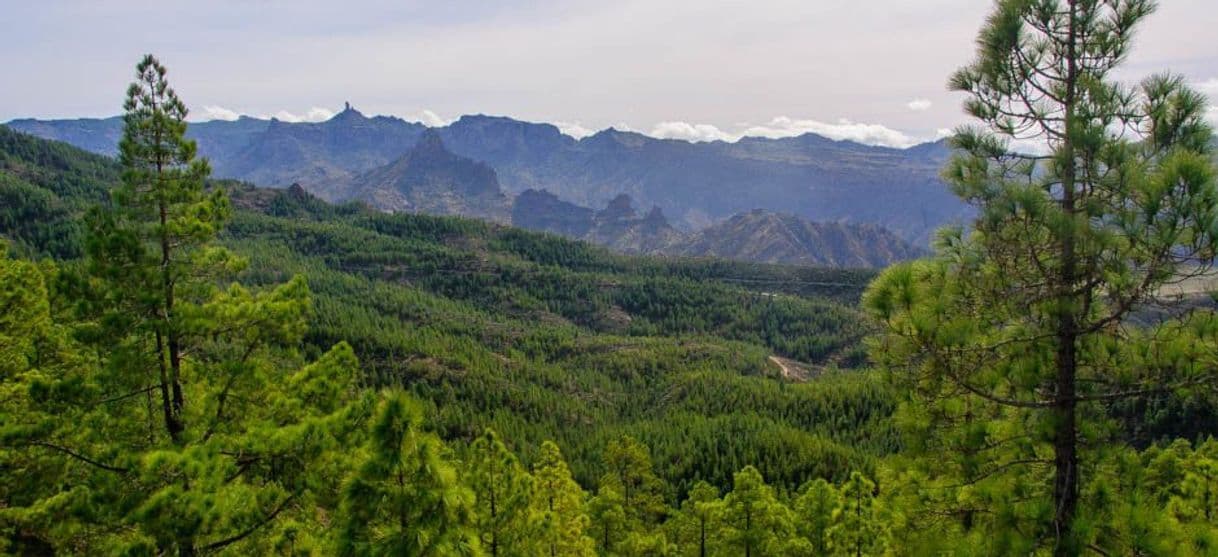 Lugar Tamadaba Natural Park