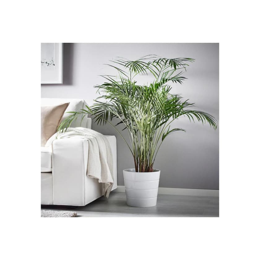 Product DYPSIS LUTESCENS Planta