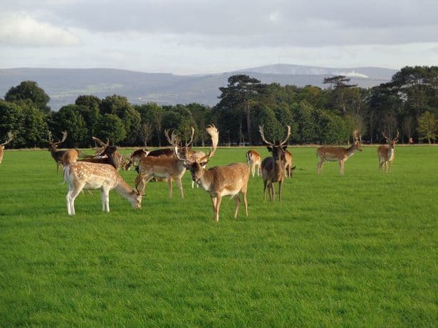 Lugar Phoenix Park