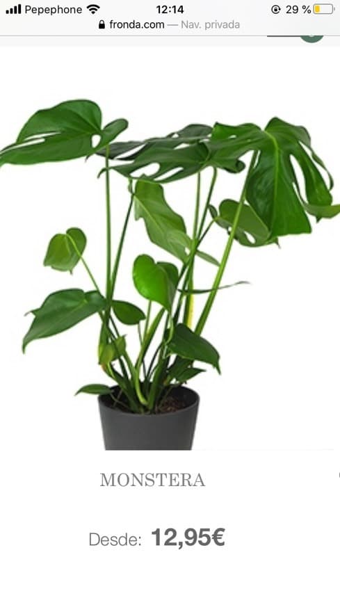 Producto Monstera