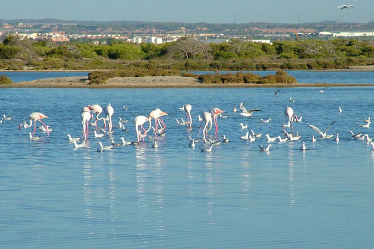 Lugar Los Flamencos San Pedro Del Pinatar