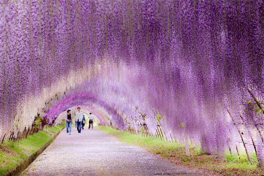 Place Kawachi Wisteria Garden