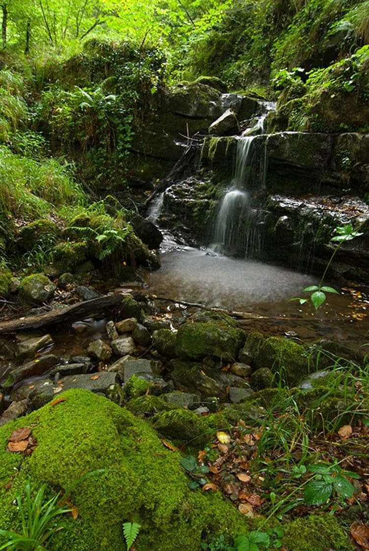 Lugar Parque Natural Saja-Besaya