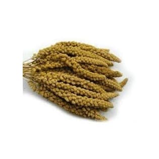 Producto Pet Ting Millet Sprays Naturalmente crecido y mano Picked 1 kg