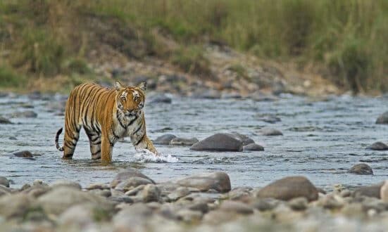 Place Jim Corbett National Park