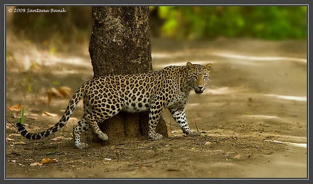 Place Kanha Tiger Reserve