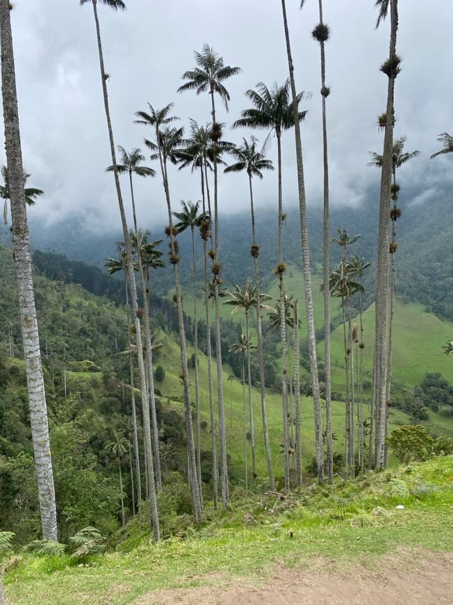 Restaurants Valle Del Cocora