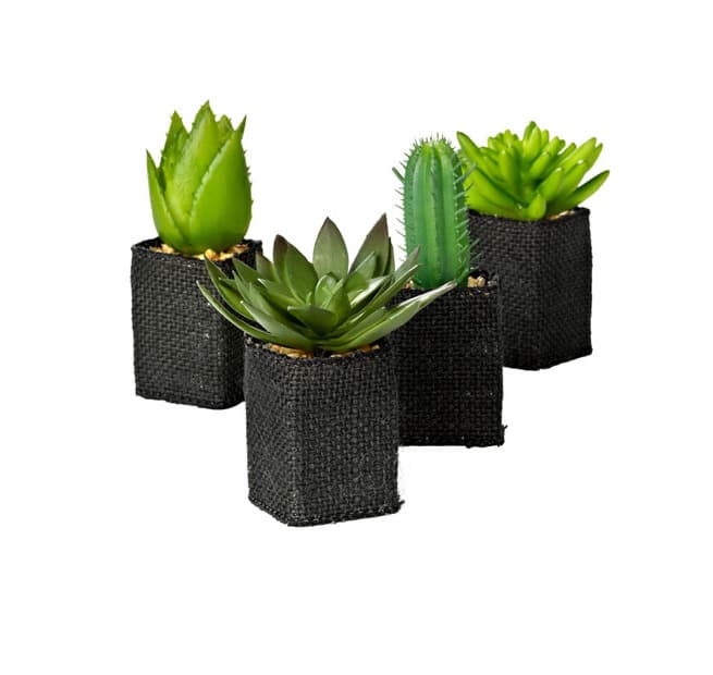 Product Cactus