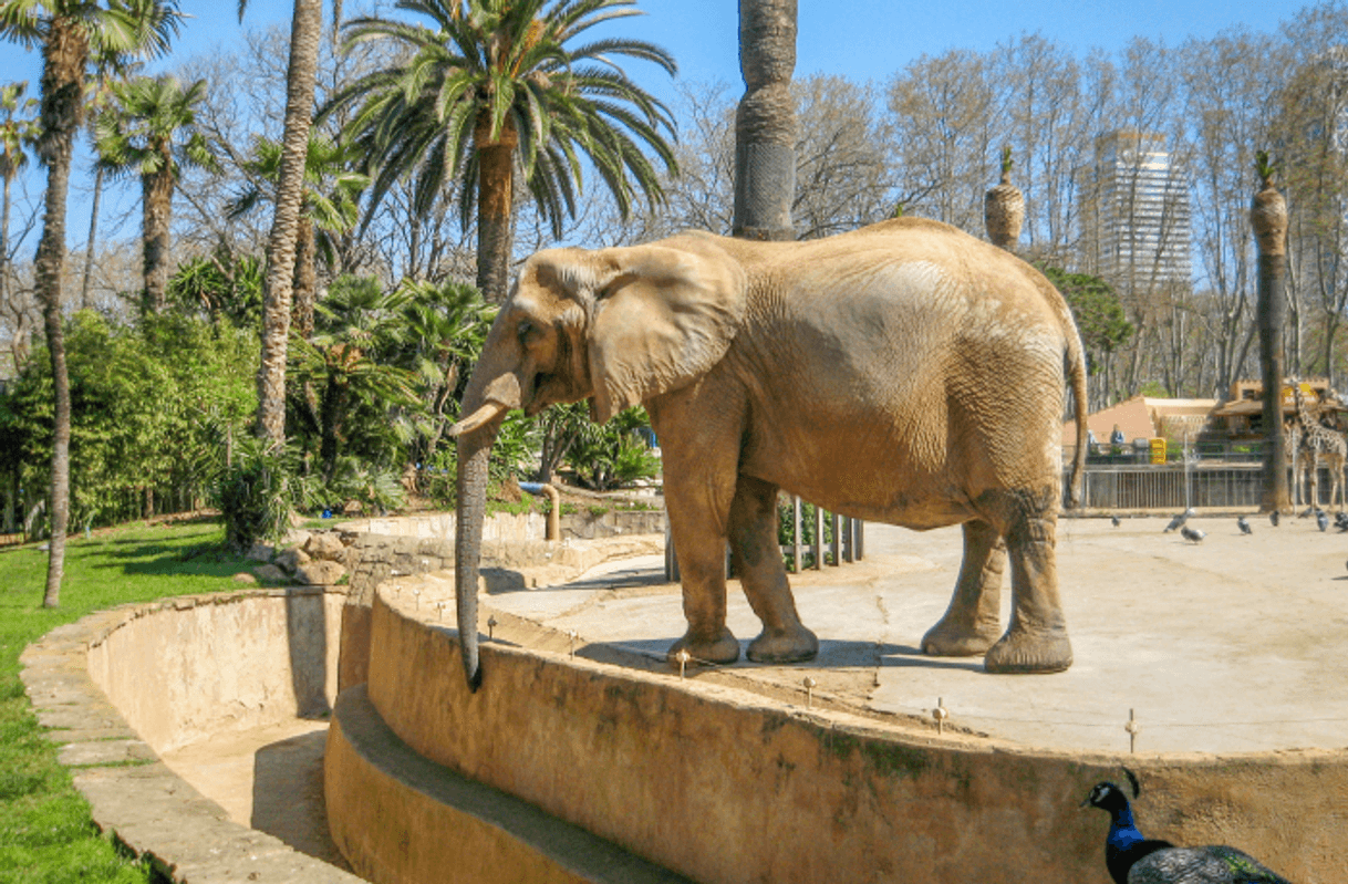 Place Zoo Barcelona