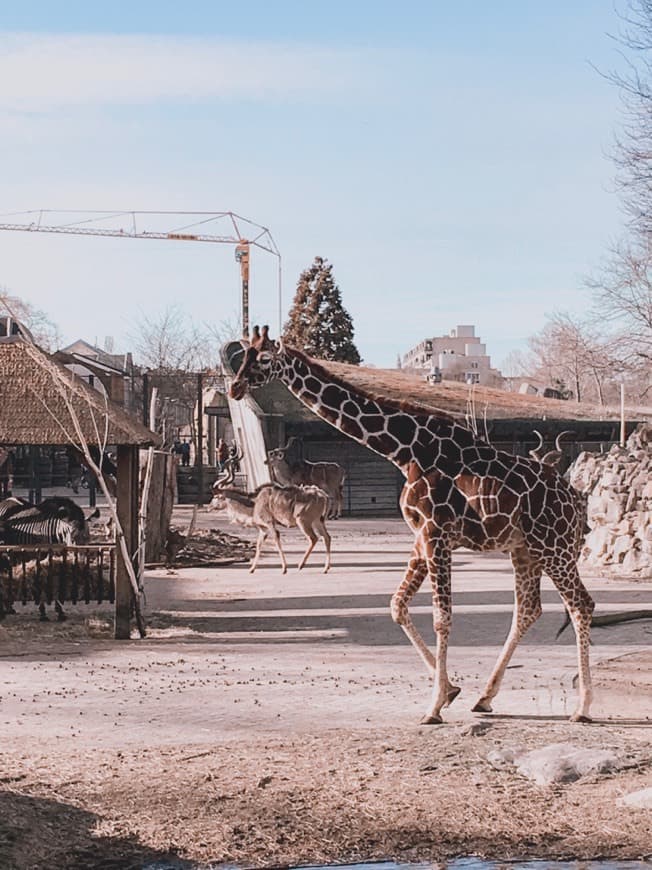 Place Grădina Zoologică Artis